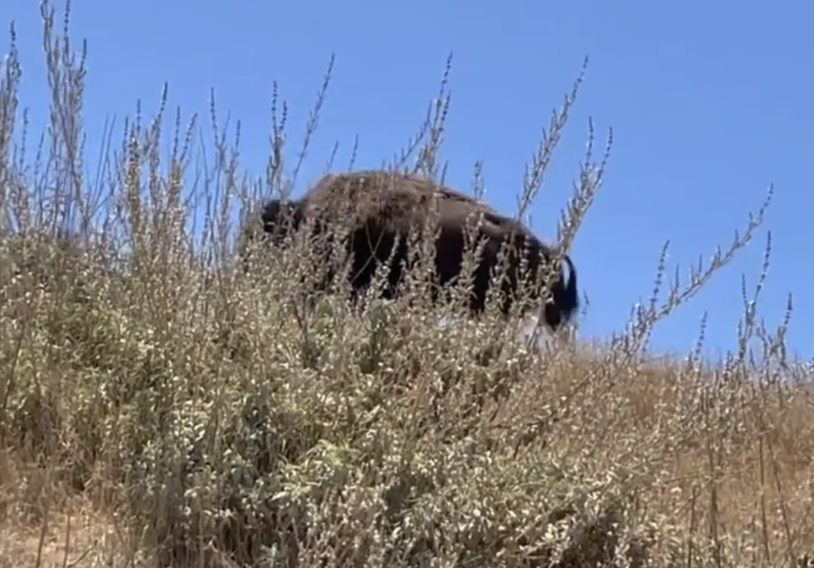 Buffalo, California