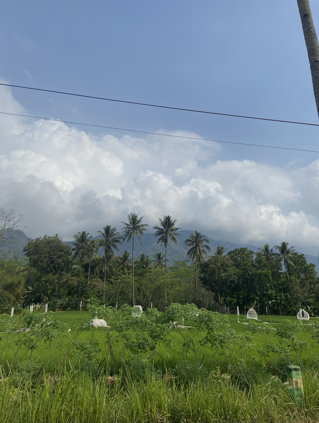 Landscape